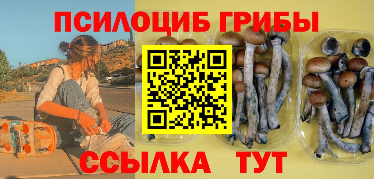 Галлюциногенные грибы Psilocybe Новочеркасск